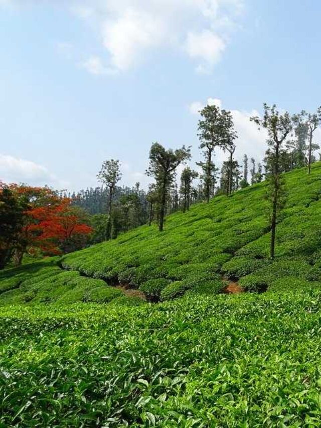 These Are the 5 Best Tea Gardens in Darjeeling